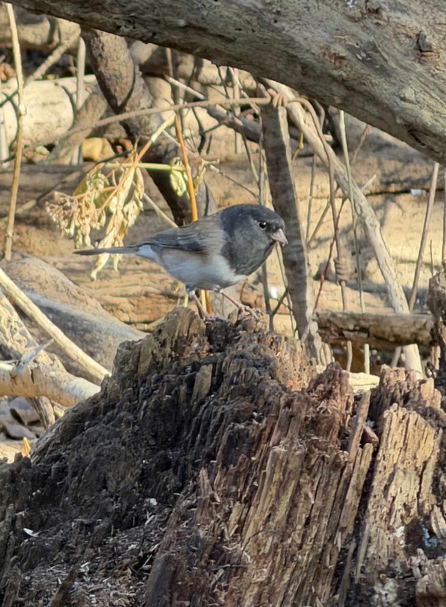 Dark-eyed Junco - ML645652784