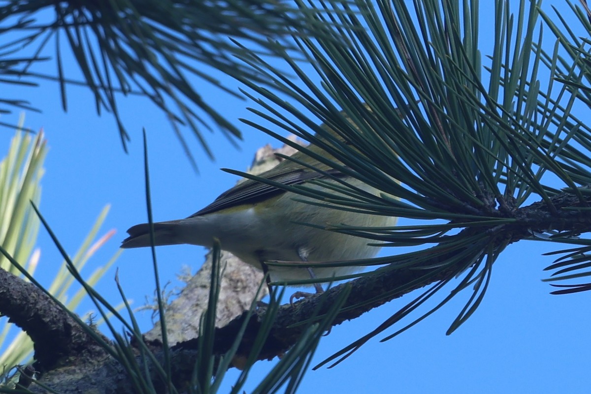 Червоїд світлобровий - ML645652801
