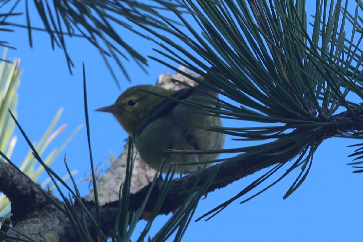 Червоїд світлобровий - ML645652802