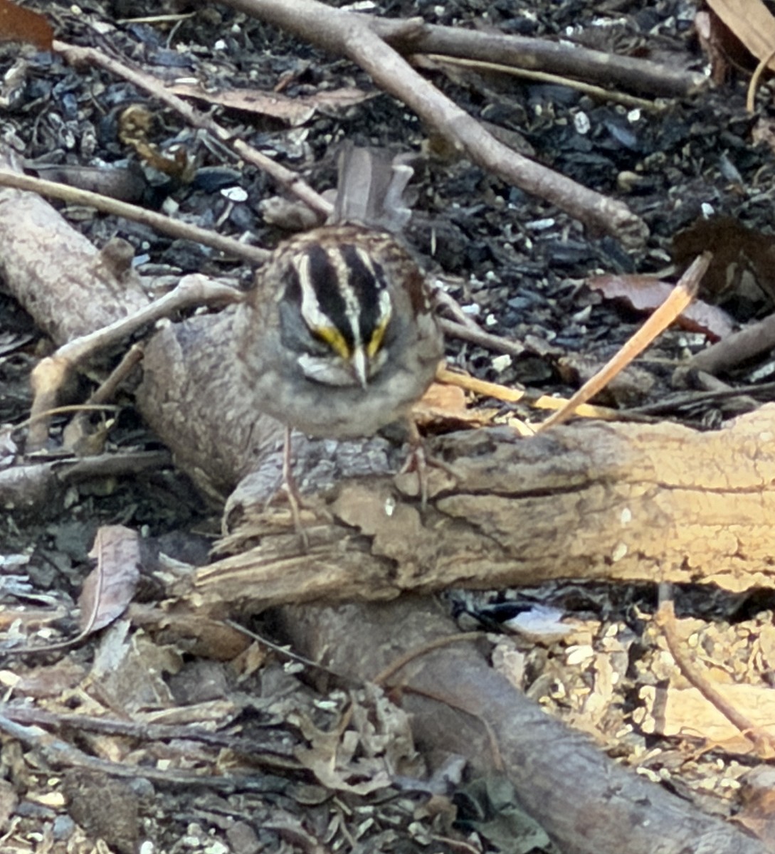 White-throated Sparrow - ML645652805