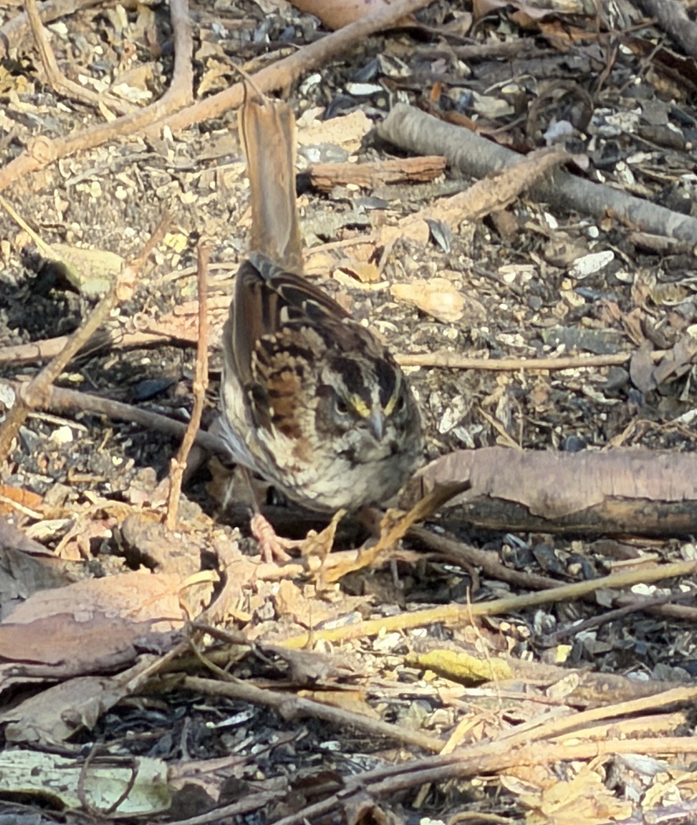 White-throated Sparrow - ML645652806