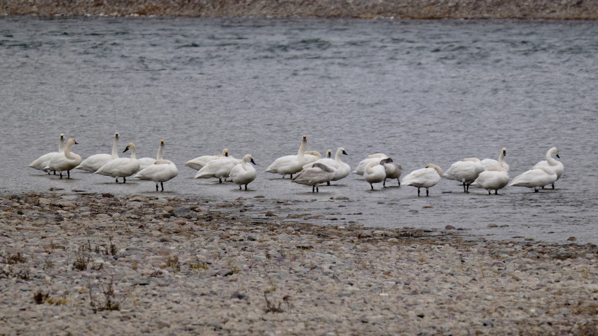 Trumpeter Swan - ML645652810