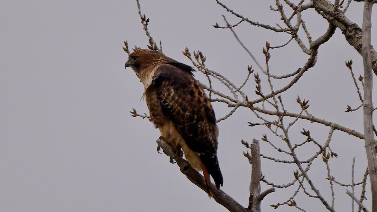 Zapelatz buztangorria - ML645652819