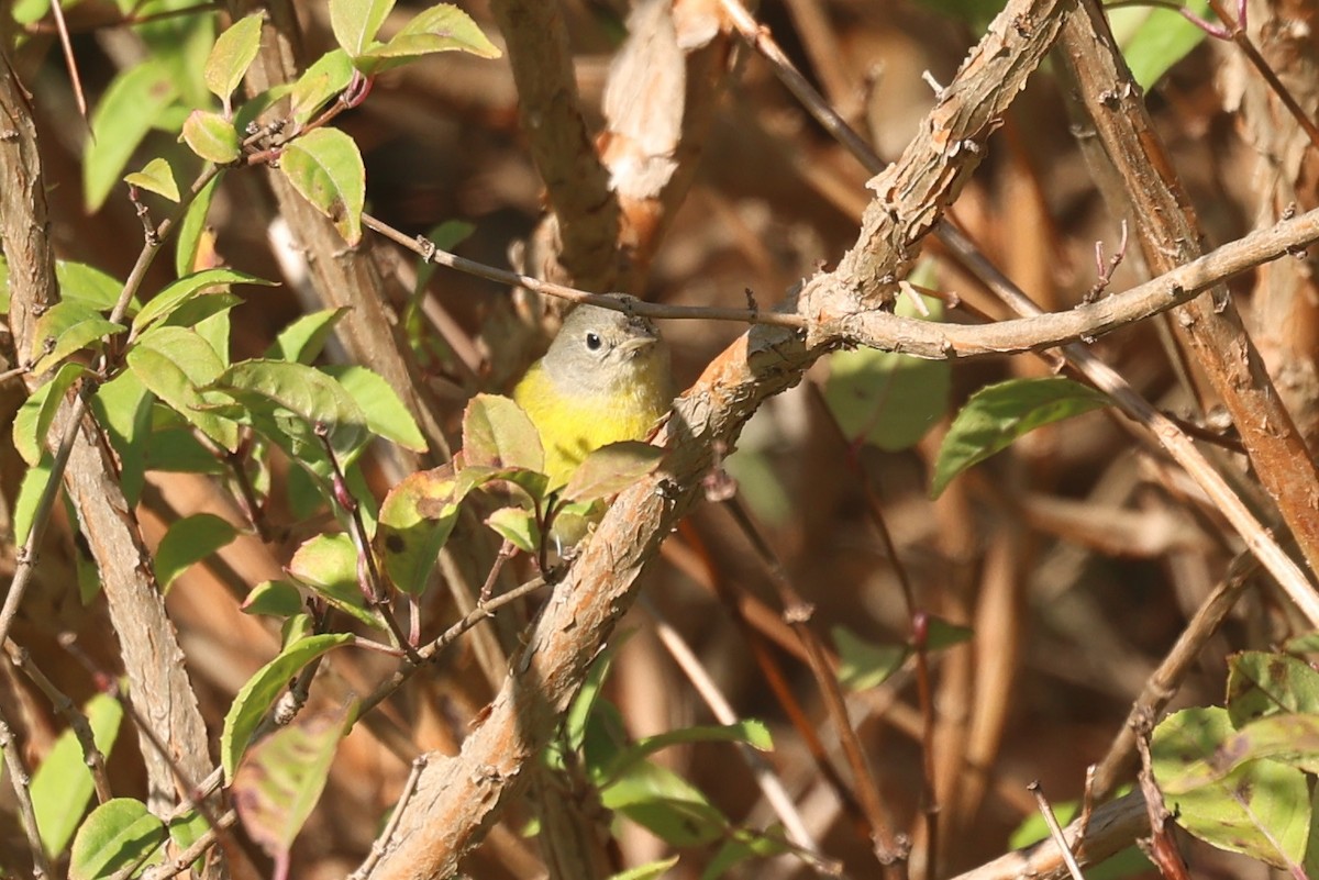 Rubinfleck-Waldsänger - ML645652824