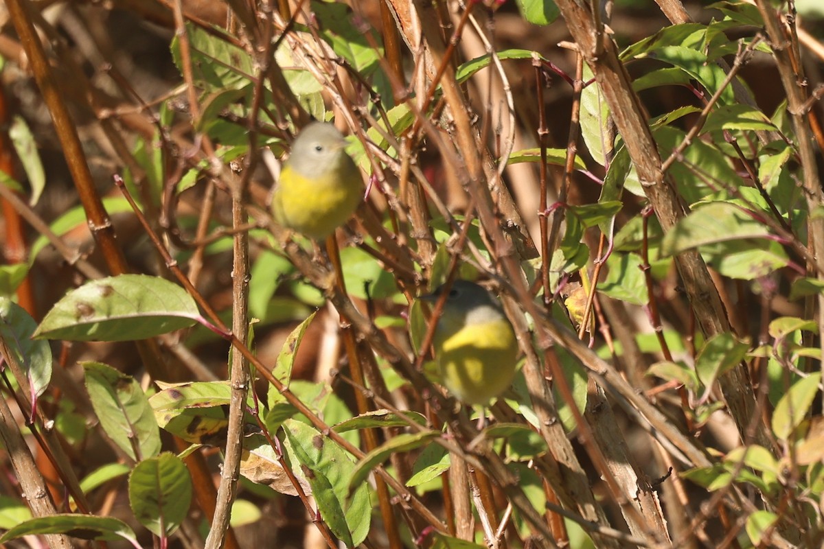 Rubinfleck-Waldsänger - ML645652825