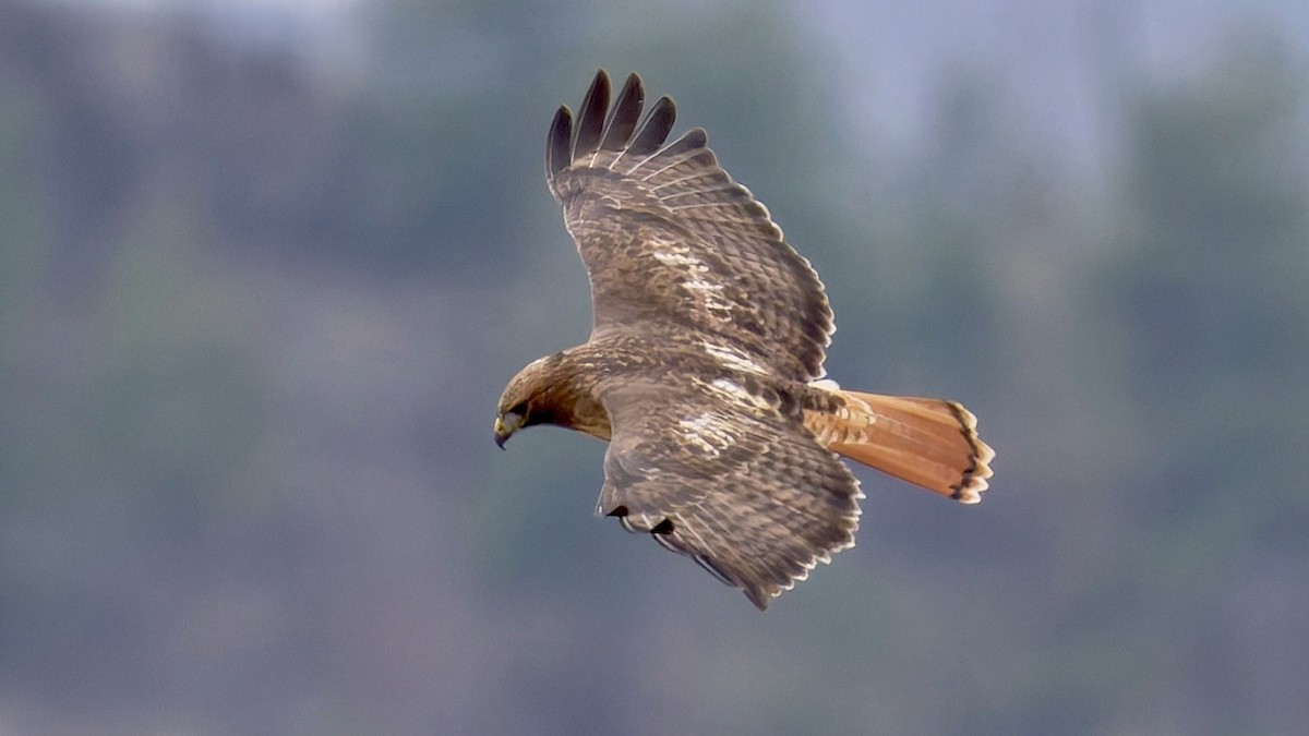 Zapelatz buztangorria - ML645652827