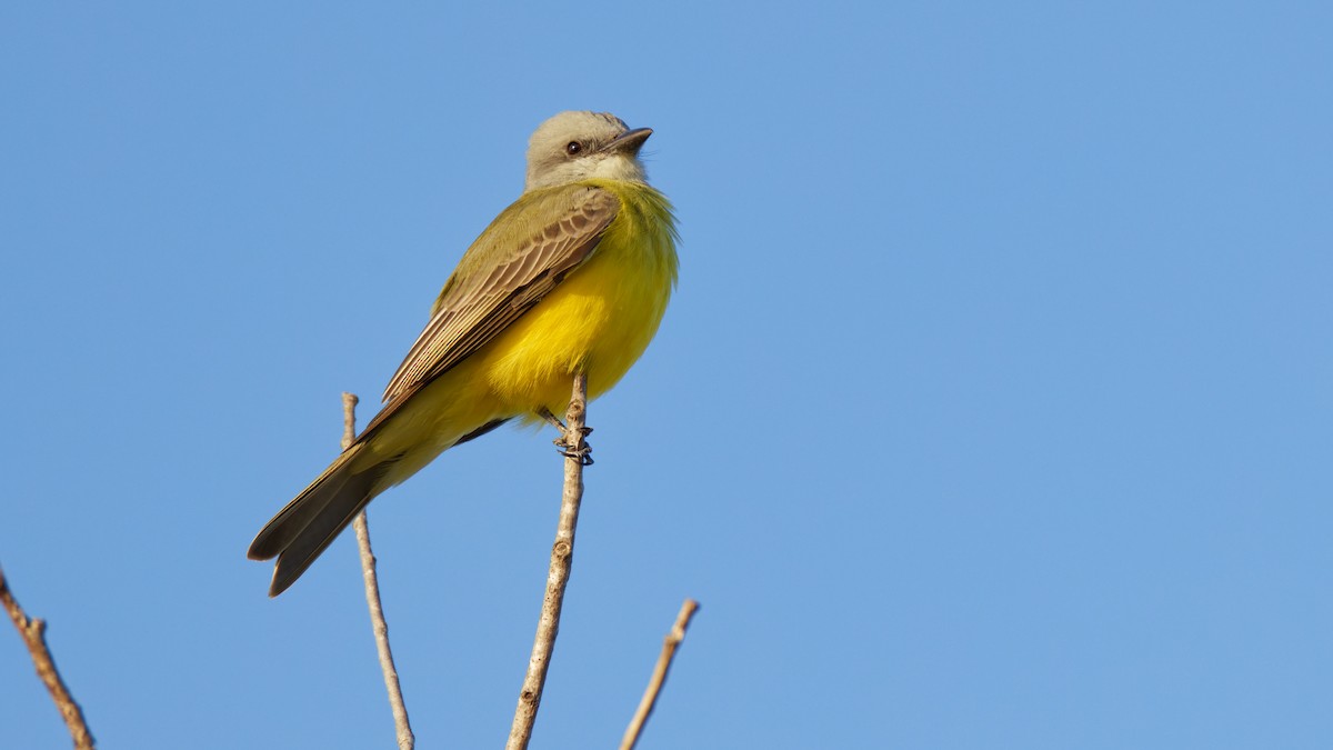 Couch's Kingbird - ML645652828