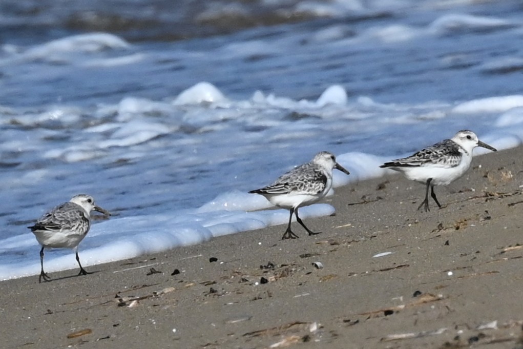 Sanderling - ML645652833