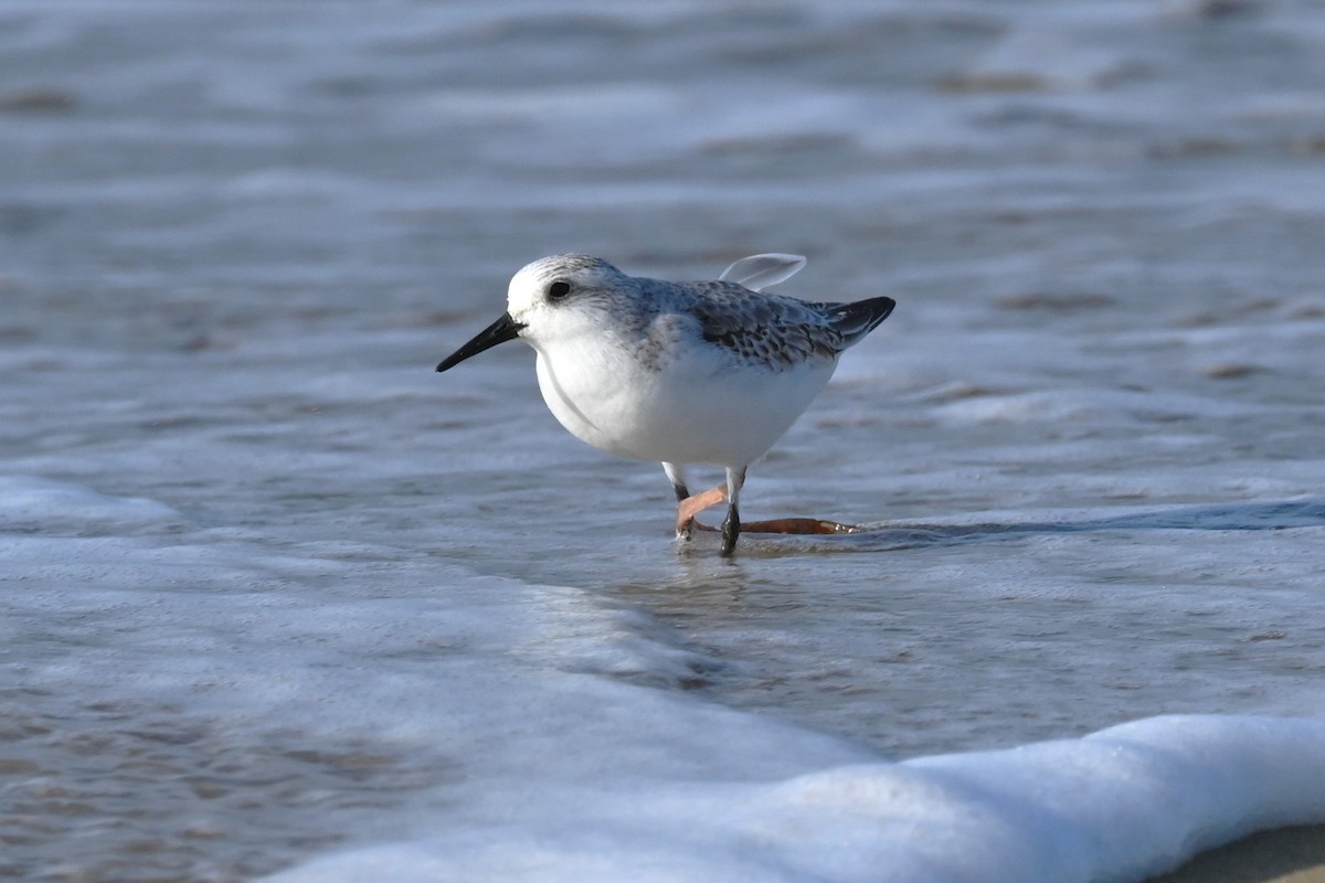 Sanderling - ML645652834
