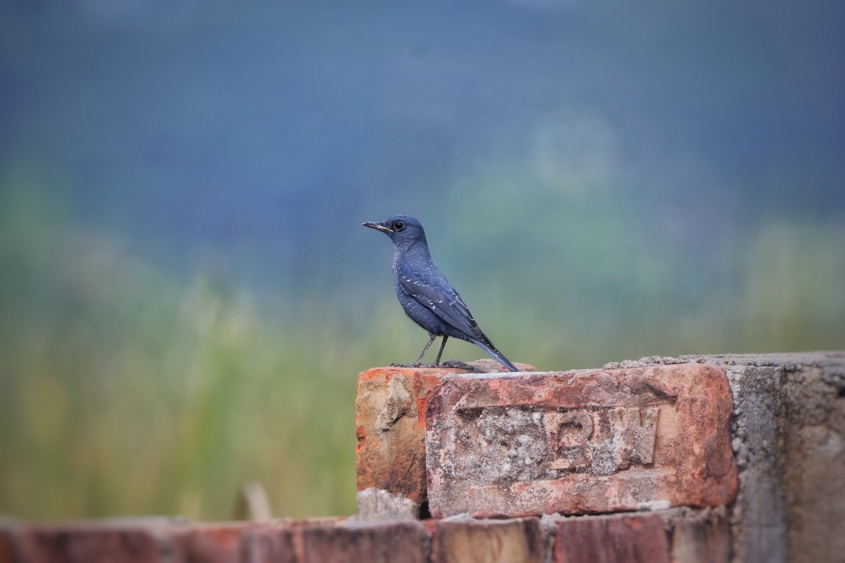 Blue Rock-Thrush - ML645652837