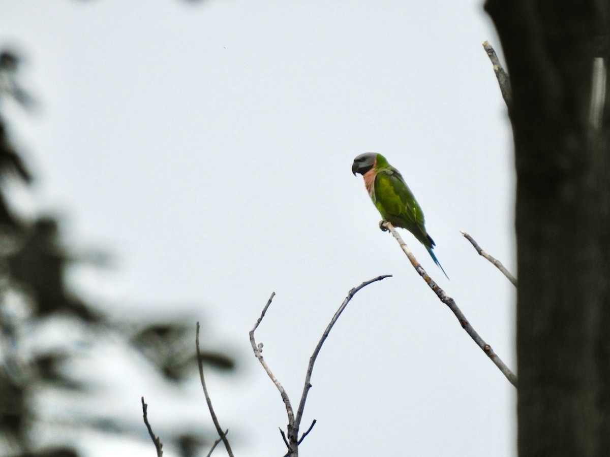 Red-breasted Parakeet - ML645652844