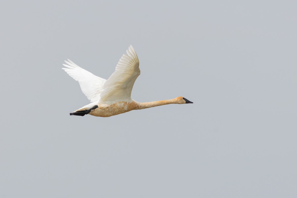 Trumpeter Swan - ML645652853