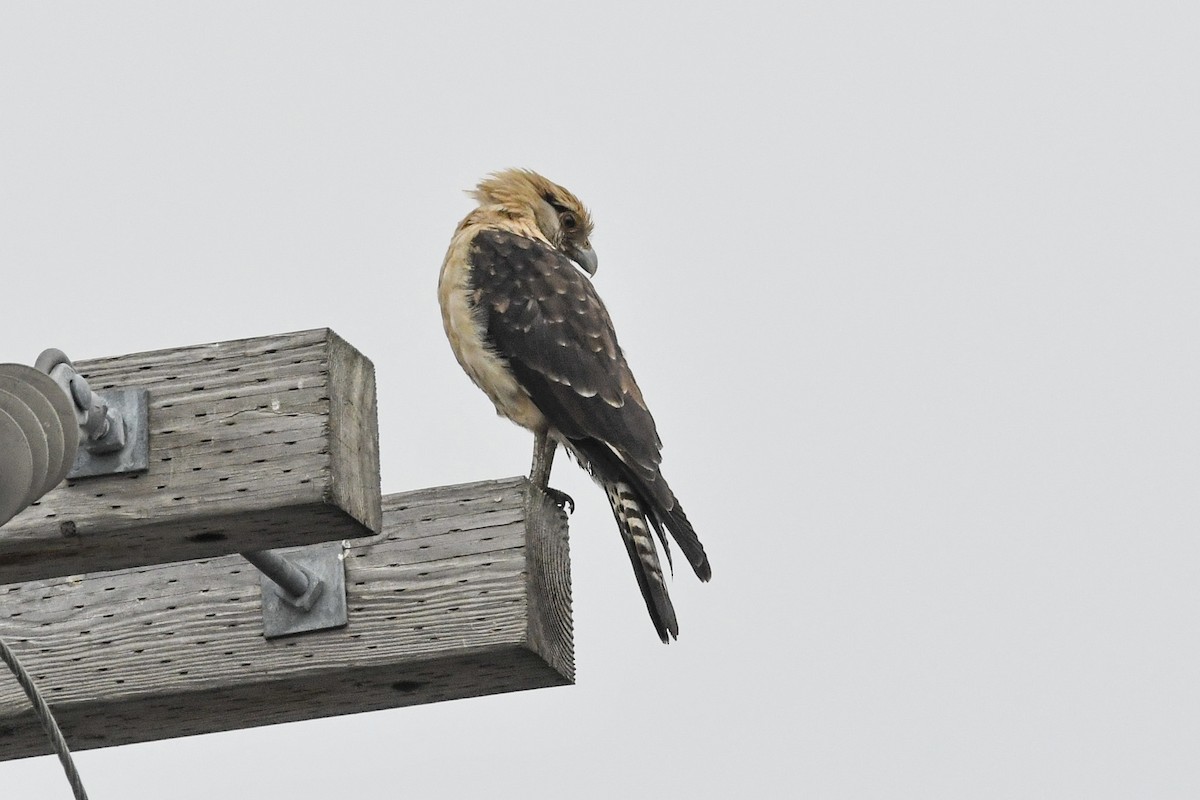 Yellow-headed Caracara - ML645652854