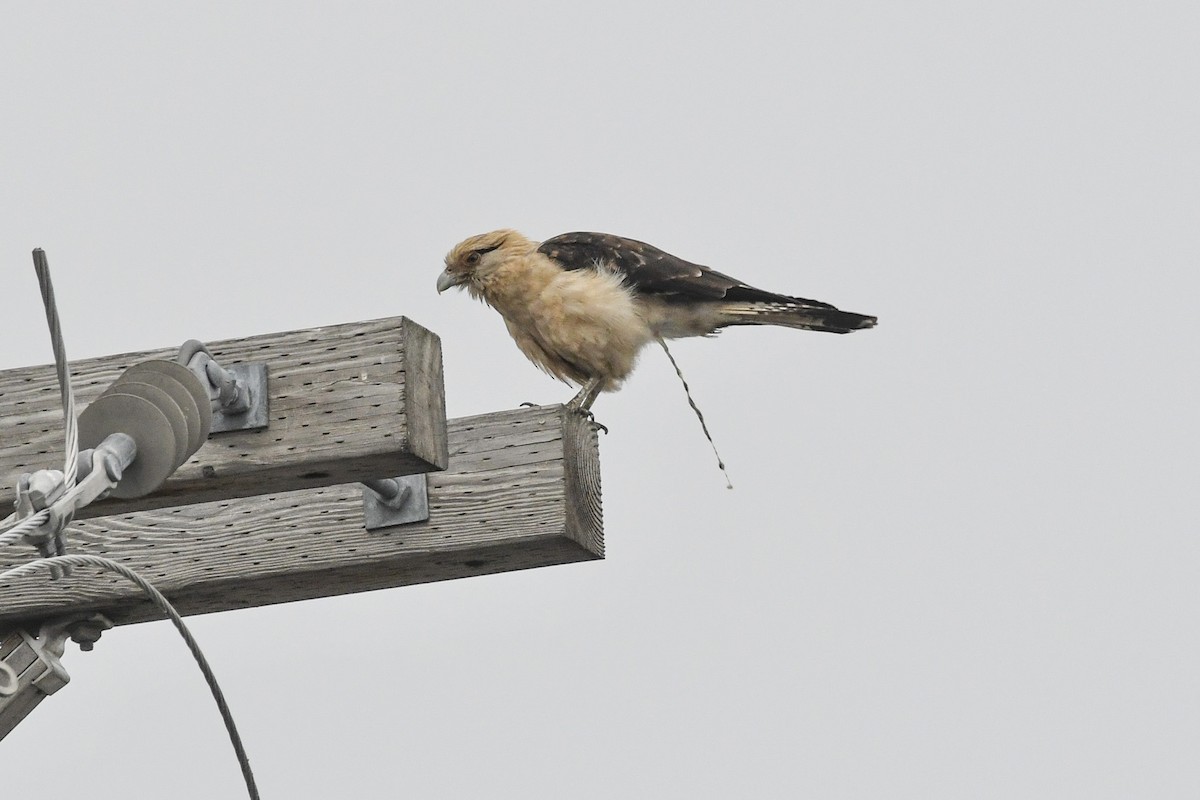 Yellow-headed Caracara - ML645652855