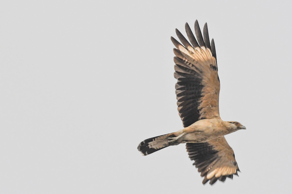 Yellow-headed Caracara - ML645652856