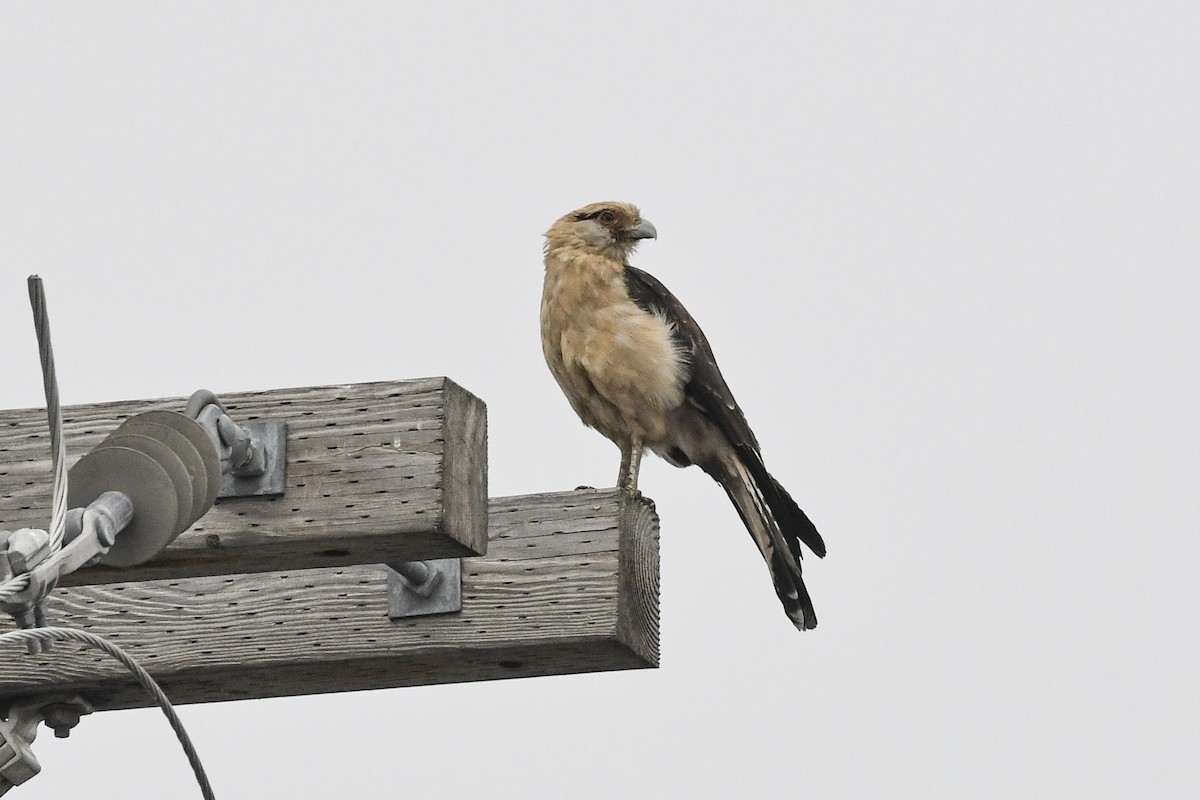 Yellow-headed Caracara - ML645652857