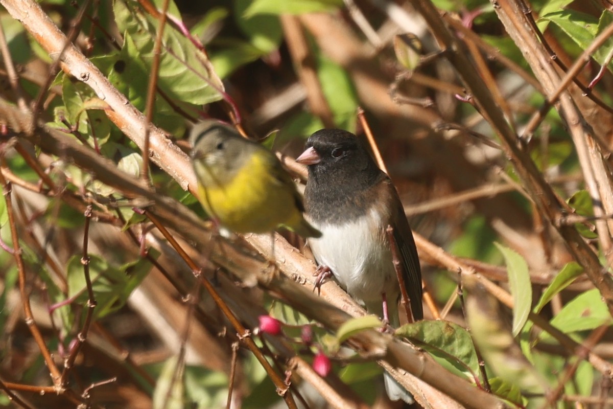 Winterammer [oreganus-Gruppe] - ML645652860