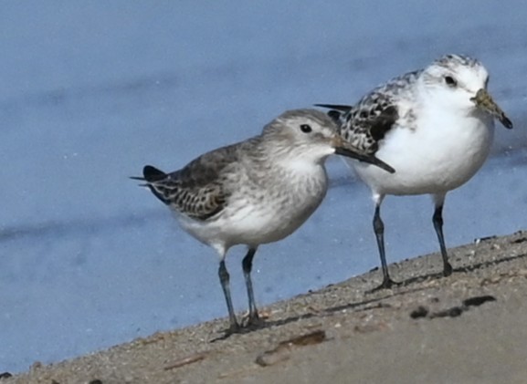 Dunlin - ML645652862