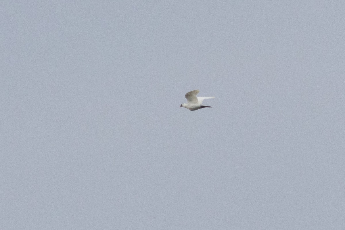 Rock Pigeon (Feral Pigeon) - ML645652863