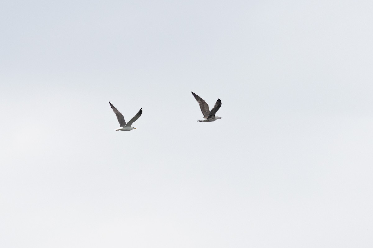 Zafferano - ML645652868