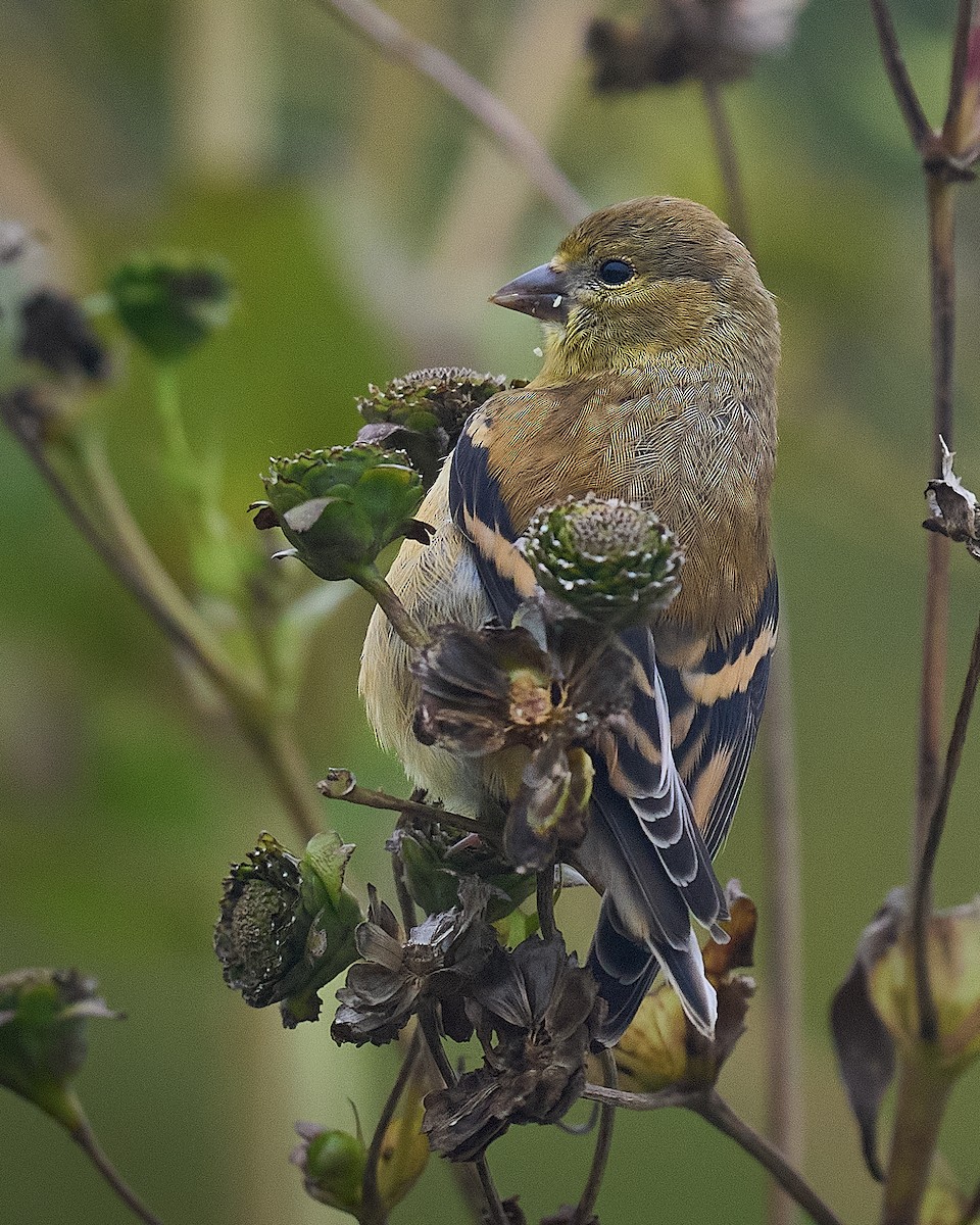 American Goldfinch - ML645652885