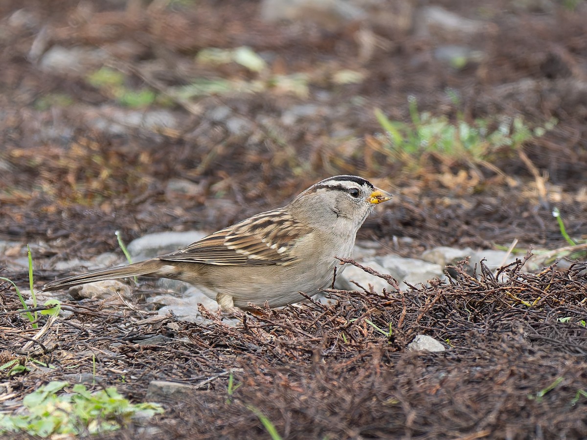 White-crowned Sparrow - ML645652887