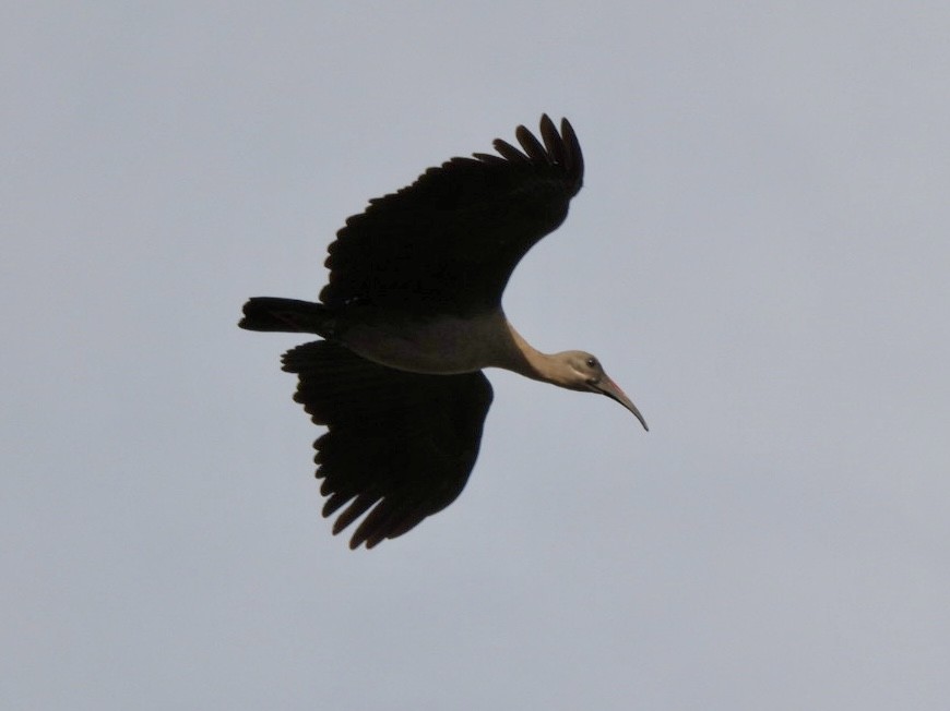 Hadada Ibis - ML645652891