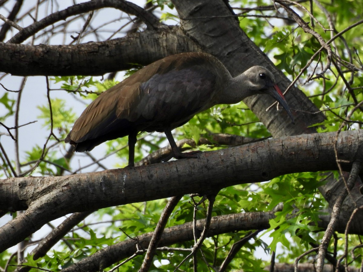 Hadada Ibis - ML645652892