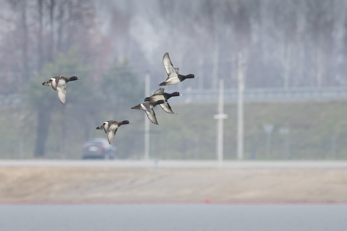 Tufted Duck - ML645652896