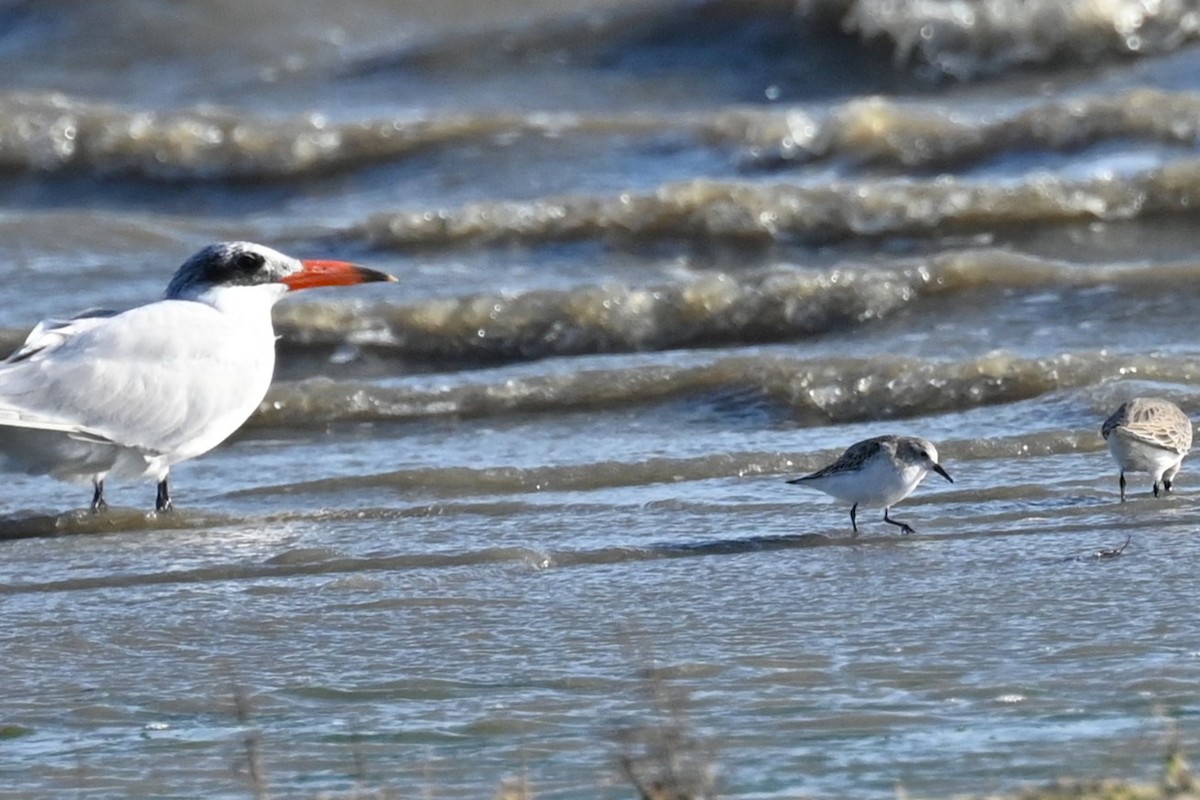 Küçük Kumkuşu - ML645652897