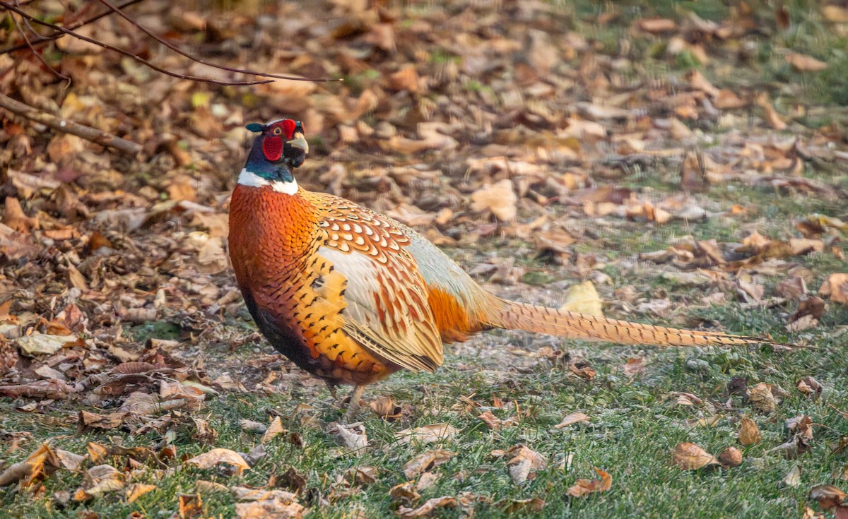 Ring-necked Pheasant - ML645652898
