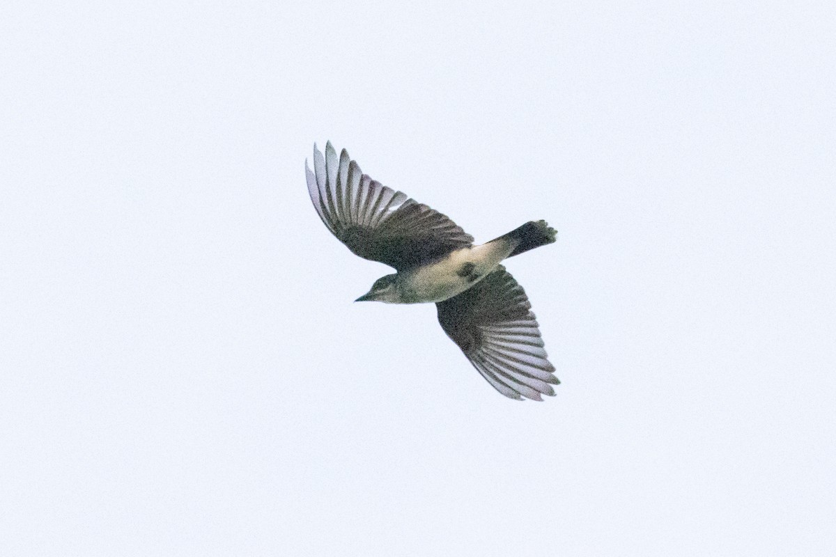 Eastern Kingbird - ML645652899