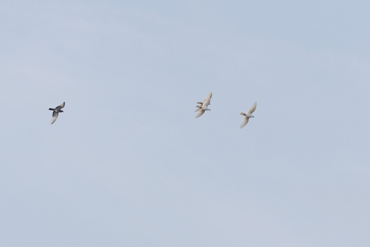 Rock Pigeon (Feral Pigeon) - ML645652906