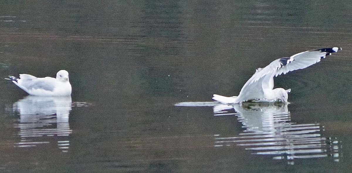 racek kroužkozobý - ML645652912