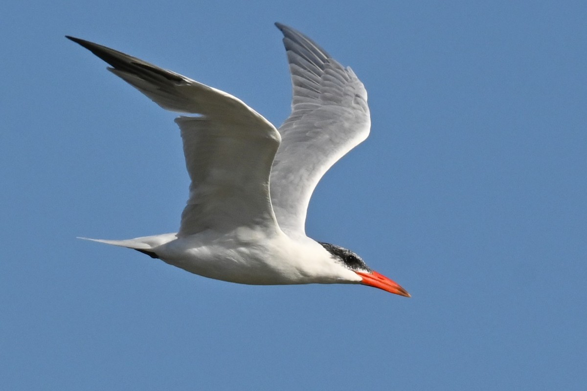 Caspian Tern - ML645652913