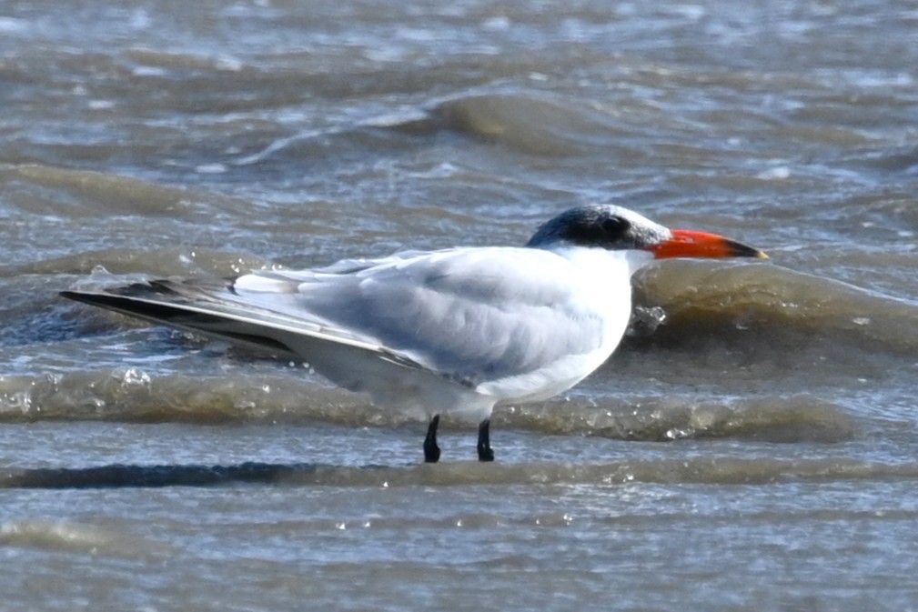 Caspian Tern - ML645652914