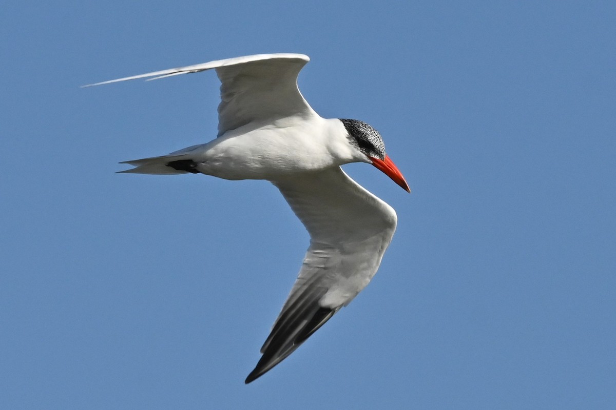 Caspian Tern - ML645652915