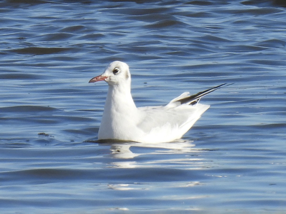 Black-headed Gull - ML645652920