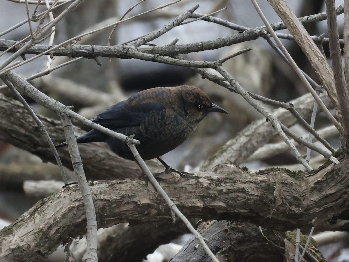 Rusty Blackbird - ML645652921