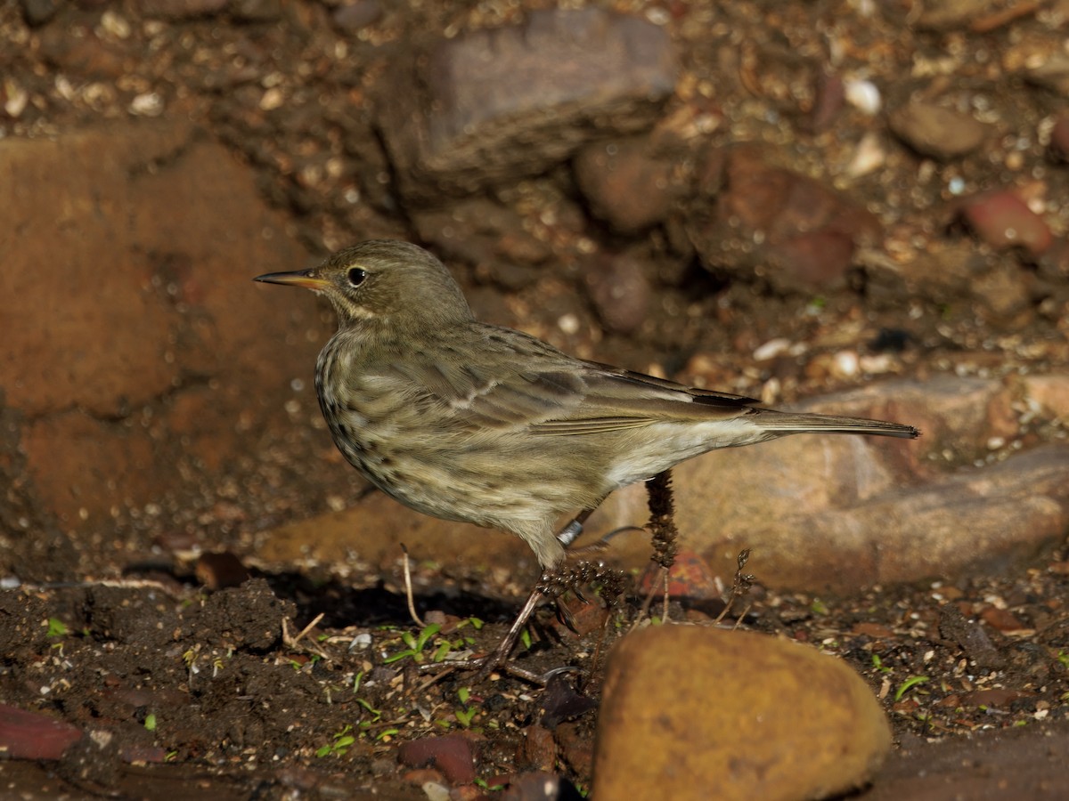 Rock Pipit - ML645652926