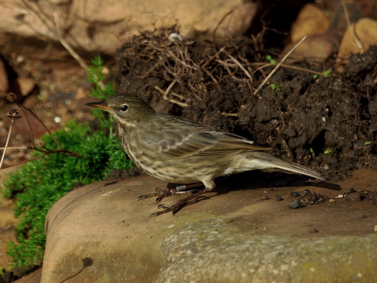 Rock Pipit - ML645652927
