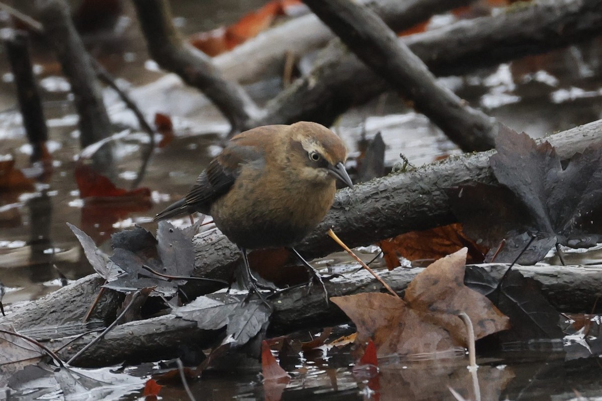 Rusty Blackbird - ML645652931