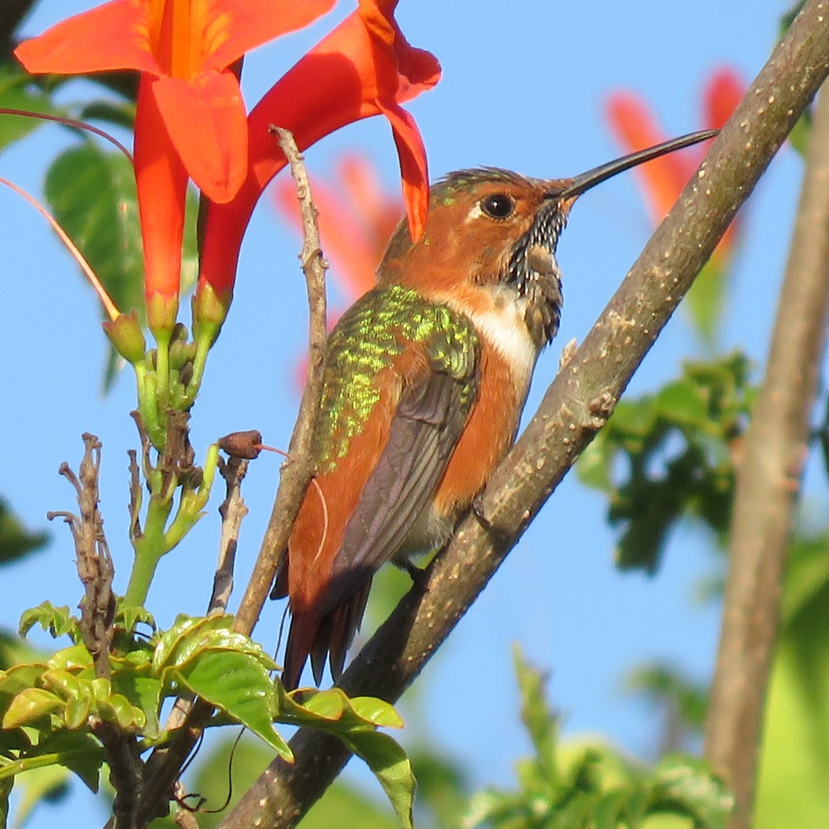 Allen's Hummingbird - ML645652944