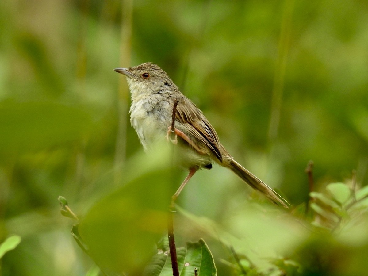 Brown Prinia - ML645652951