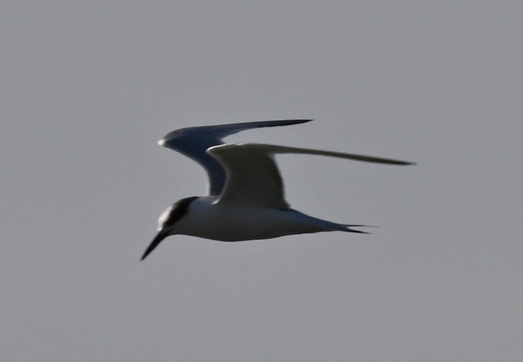 Sandwich Tern - ML645652957
