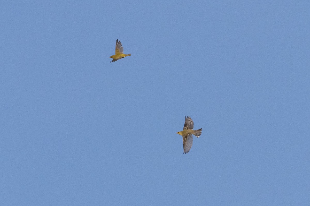 Blackpoll Warbler - ML645652967