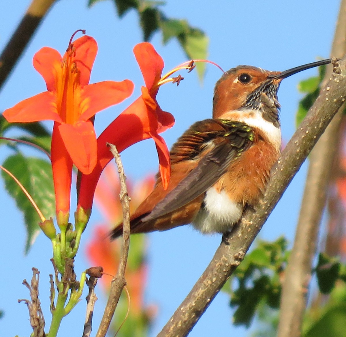 Allen's Hummingbird - ML645652968