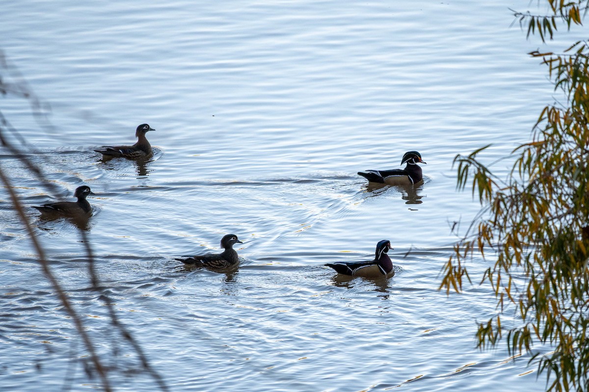 kachnička karolínská - ML645652971