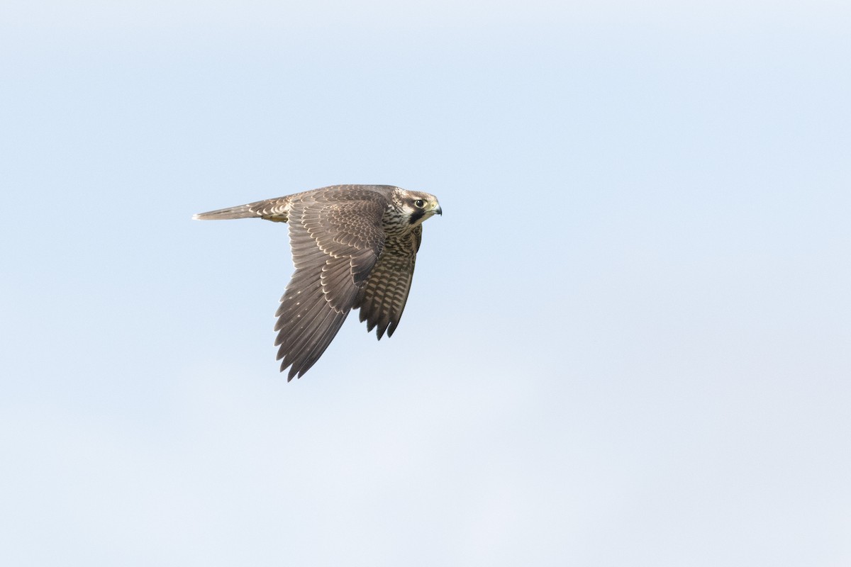 Peregrine Falcon - ML645652988