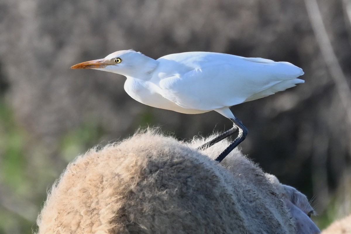 Western Cattle-Egret - ML645652989